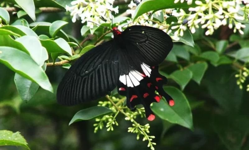 Chinese Rose Windmill Butterfly Sighted For The First Time In Arunachal Pradesh