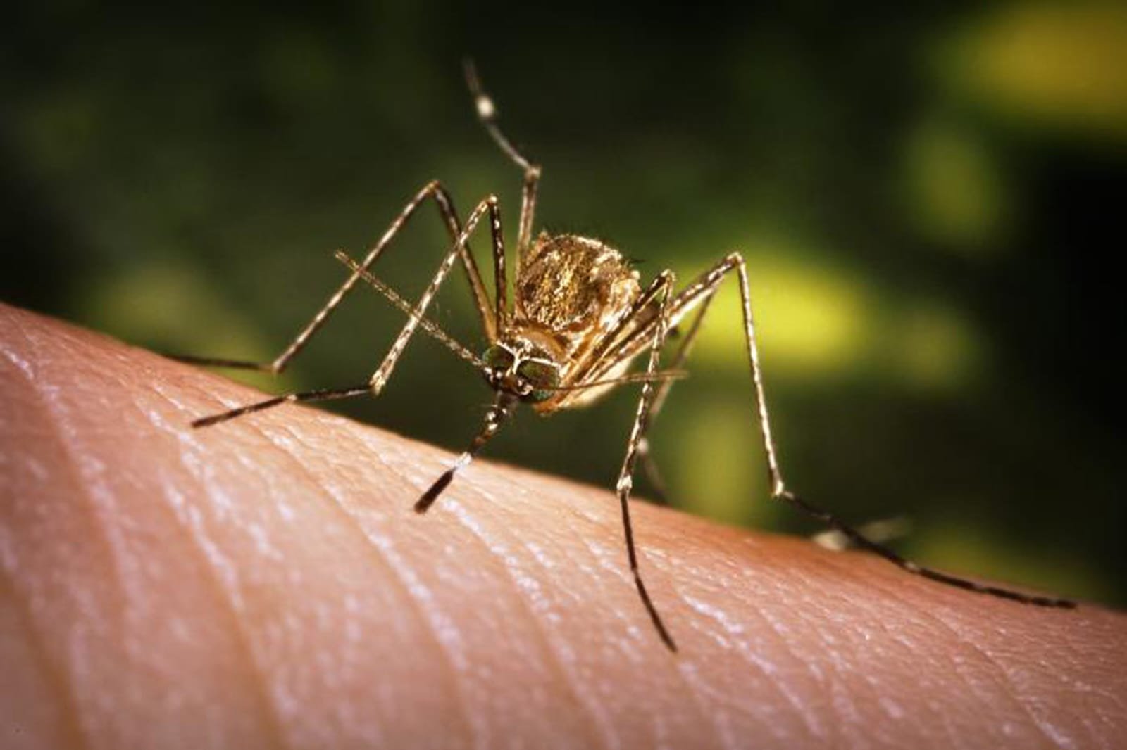 Japanese Encephalitis Claims 13 Lives, 50 Cases Reported At GMCH In Assam