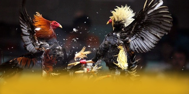 tỷ lệ kèo bóng đá - Nhà cái có danh mục game hấp dẫn được game thủ lựa chọn – Khám phá danh mục giải trí của tỷ lệ kèo bóng đá