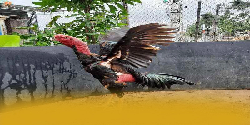 tỷ lệ kèo bóng đá - Tổng quan về hệ thống một cách chi tiết.