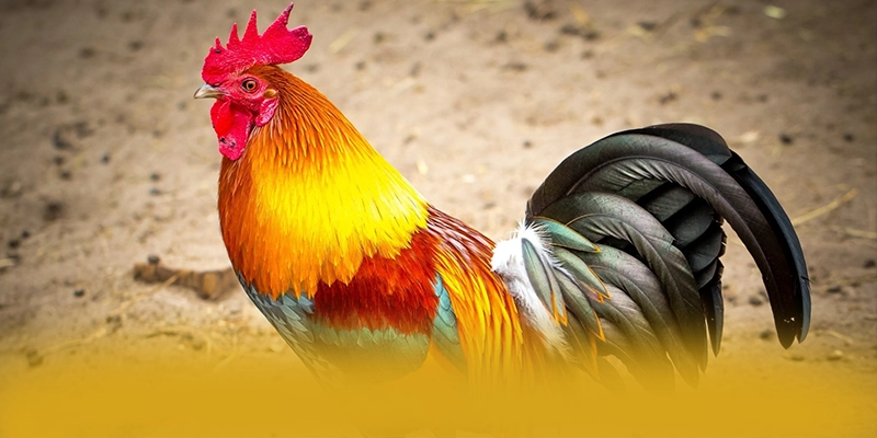 NK88 - Nền tảng cá cược với nhiều tựa game đổi thưởng hấp dẫn được game thủ lựa chọn – Khám phá ngay các trò chơi tại NK88