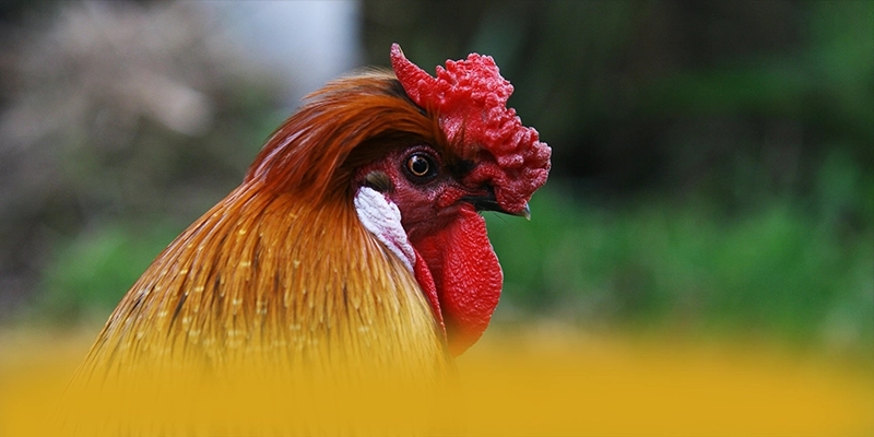 BL555 – Sân chơi hàng đầu Việt Nam, được cộng đồng đánh giá tích cực. BL555 – Sân chơi hàng đầu Việt Nam, được cộng đồng đánh giá tích cực.