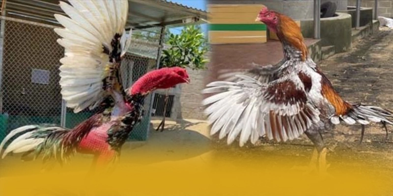 RR99 - Thương hiệu game trực tuyến sở hữu kho game phong phú đang làm mưa làm gió trên thị trường – Khám phá kho trò chơi của RR99