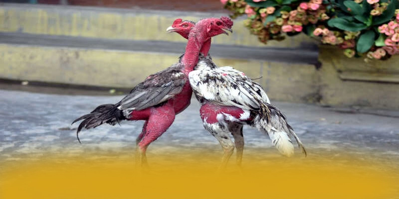 B52 - Thương hiệu nhiều khuyến mãi siêu hot được giới cược thủ đánh giá cao – Khám phá chính sách thưởng tại B52 B52 - Thương hiệu nhiều khuyến mãi siêu hot được giới cược thủ đánh giá cao – Khám phá chính sách thưởng tại B52