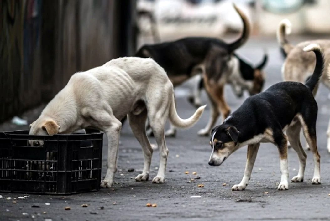 Tripura: Street Dogs Go Missing in Agartala, NGOs Raise Alarm