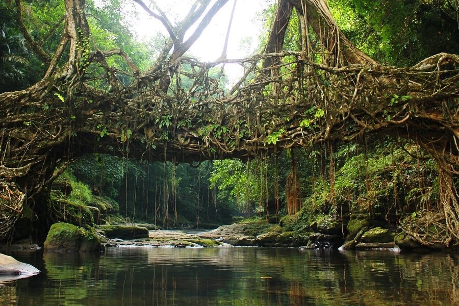 India Nominates Meghalaya’s Living Root Bridges For UNESCO World Heritage Status